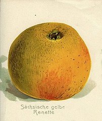 Gelbe Sächsische Renette (hier als „Sächsische gelbe Renette“, Lithografie um 1900)