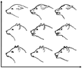 Image 61A drawing by Konrad Lorenz showing facial expressions of a dog - a communication behavior. X-axis is aggression, y-axis is fear. (from Dog behavior)