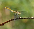 Gwäell rudd - Sympetrum sanguineum