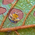 Image 11The leaves of an Alnus nepalensis tree provide a microhabitat for species like the leaf beetle Aulacophora indica. (from Habitat)