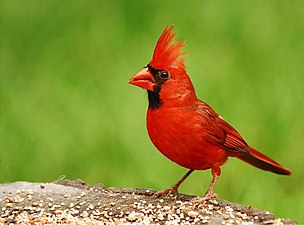 in reade kardinaal (Cardinalis cardinalis)