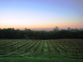 Vineyards