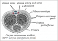 Transverse section of the penis.