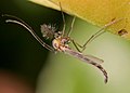 Chironomus plumosus, un mosquitu» de la familia Chironomidae.