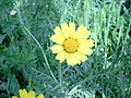 Chrysanthemum coronarium