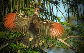 Opisthocomus hoazin, un oiseau