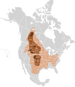 Bisonoxens utrotning till år 1889.
