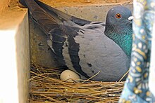 A pigeon incubating its eggs