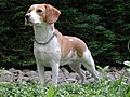 Jack Russell Terriers with recessive red have the Piebald gene as well.