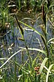 Oeverzegge (Carex riparia)