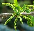 イチョウの雄花花穂（単性花・雌雄異株）