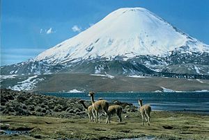 Da Parinacota mim Lago Chungará im Voadagrund