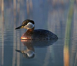 Pelēkvaigu dūkuris (Podiceps grisegena)