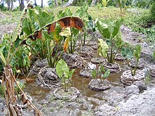 A muddy marsh where Pulaka grows