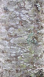 Bark of a young Pinus cembra, National Botanic Garden of Latvia