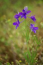 Põld-varesjalg (Consolida regalis)