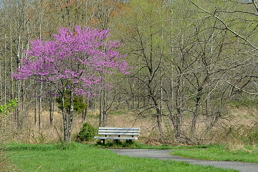 Redbud tree and bench at Patuxent Research Refuge