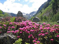 Rhododendron ferrugineum