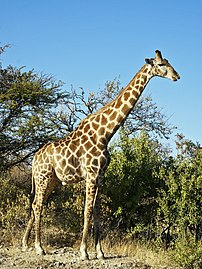 Une girafe mâle (Giraffa camelopardalis angolensis) (définition réelle 2 412 × 3 216)