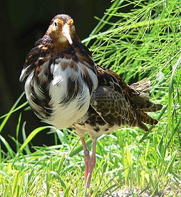 Gaidukas (Philomachus pugnax)