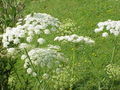 Laserpitium latifolium