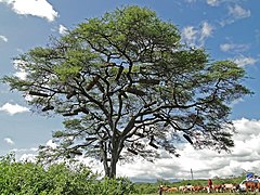 Arbre contenant plusieurs ruches en pays Konso, Éthiopie