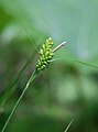 Bleke zegge (Carex pallescens)