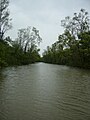 Mangrove forest