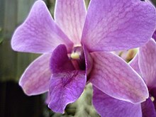 Эквадордин орхидея