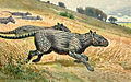 Image 4Restoration of Phenacodus (from Evolution of the horse)