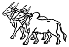 Zwei Ochsen unter einem Joch – das Wahlsymbol der Kongresspartei zwischen 1951 und 1969