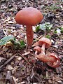 !Cortinarius damascenus!