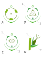 Diagrama de la flor- A. masculina; B. femenina (3 estigmes); C. femenina (2 estigmes); D. Esquema d'una flor femenina.