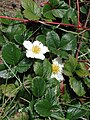 Jahodník Fragaria chiloensis