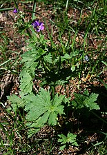 Blad före blomningen.