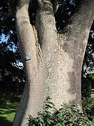 Spiny trunk of Hura crepitans