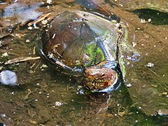 Tabasco mud turtle (Kinosternon acutum) 6 March 2018.