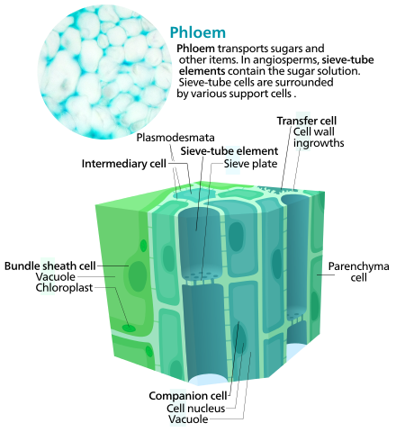 Cross section of some phloem cells