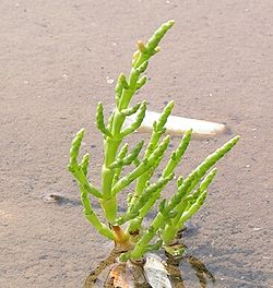 Salicornia