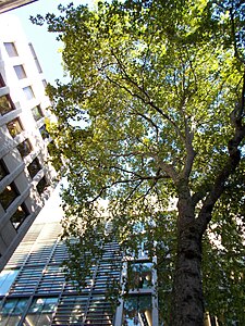 Canopy of the Wood Street plane tree