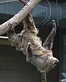 Two-toed sloth