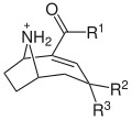 Structure moléculaire générale des anatoxines