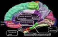 Medial view of a human right cerebral hemisphere. Paracentral lobule is labeled at top center, in green.