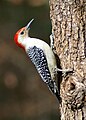 Red-bellied woodpecker