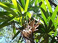 Immature inflorescence