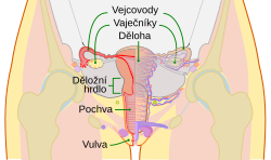 Schéma ženské pohlavní soustavy