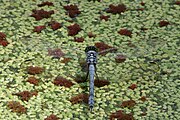 Blue dragonfly in Elm Lake.