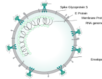 Diagrama esquemático dunha patícula de coronavirus. S, proteína da espícula; M, proteína da membrana; E, proteína da envoltura; N, proteína da nucleocápsida; proteínas estruturais do coronavirus.