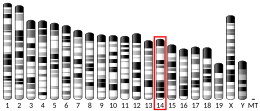 Chromosome 14 (mouse)