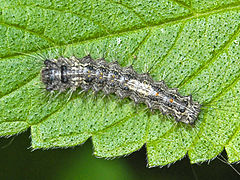 Caterpillar